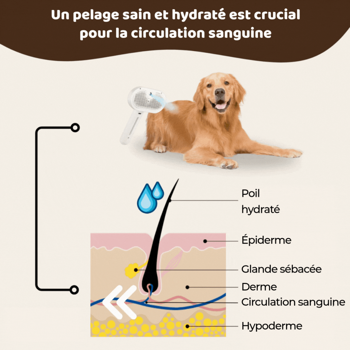 Calyne® SteamBrush Pro - Brosse de toilettage professionnelle pour animaux de compagnie